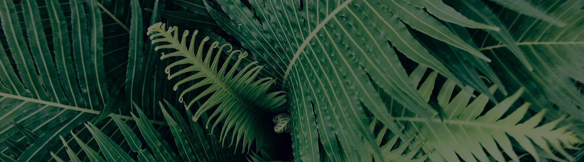 Fort Canning Park | Event Butler